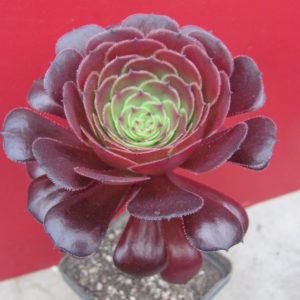 Aeonium Velour