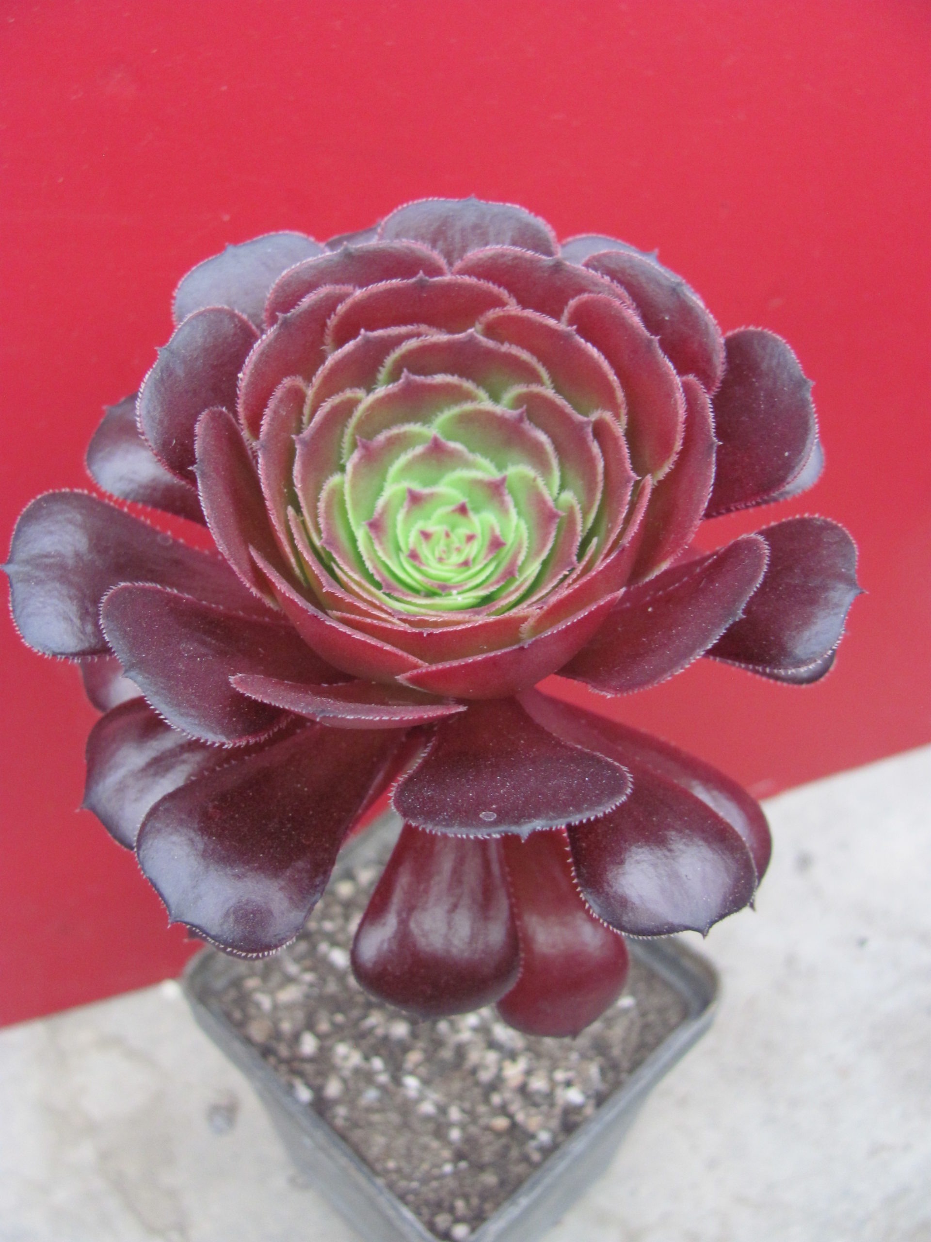 Aeonium Velour
