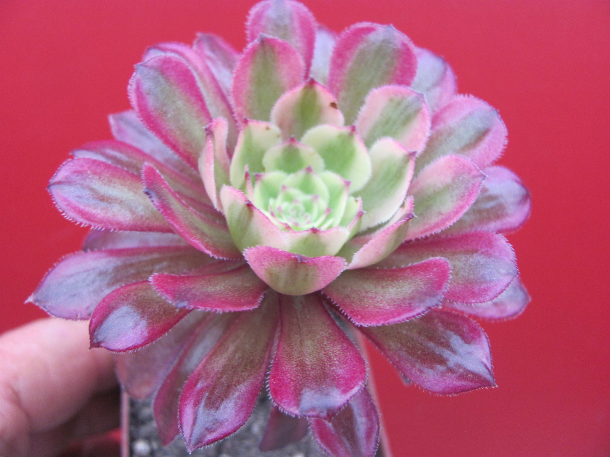 Aeonium Mardi Gras