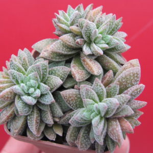 Crassula Frosty