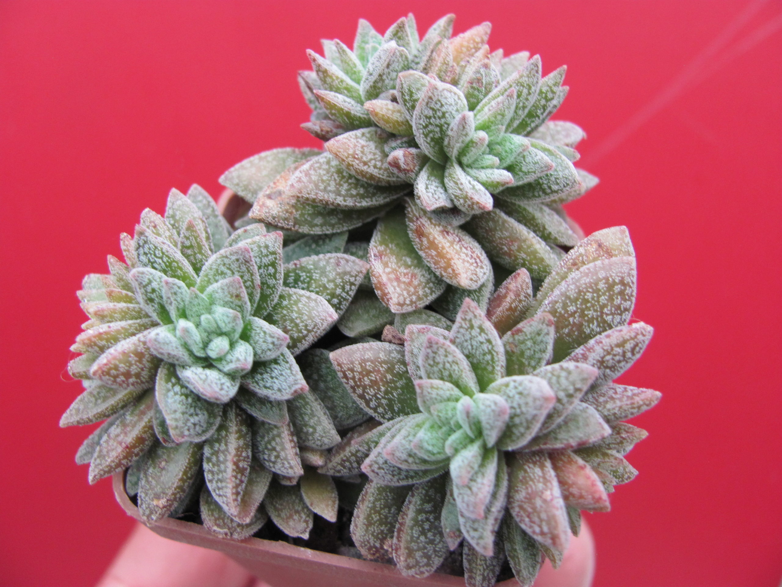 Crassula Frosty