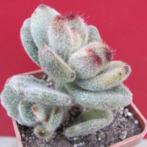 Kalanchoe tomentosa *Teddy Bear*