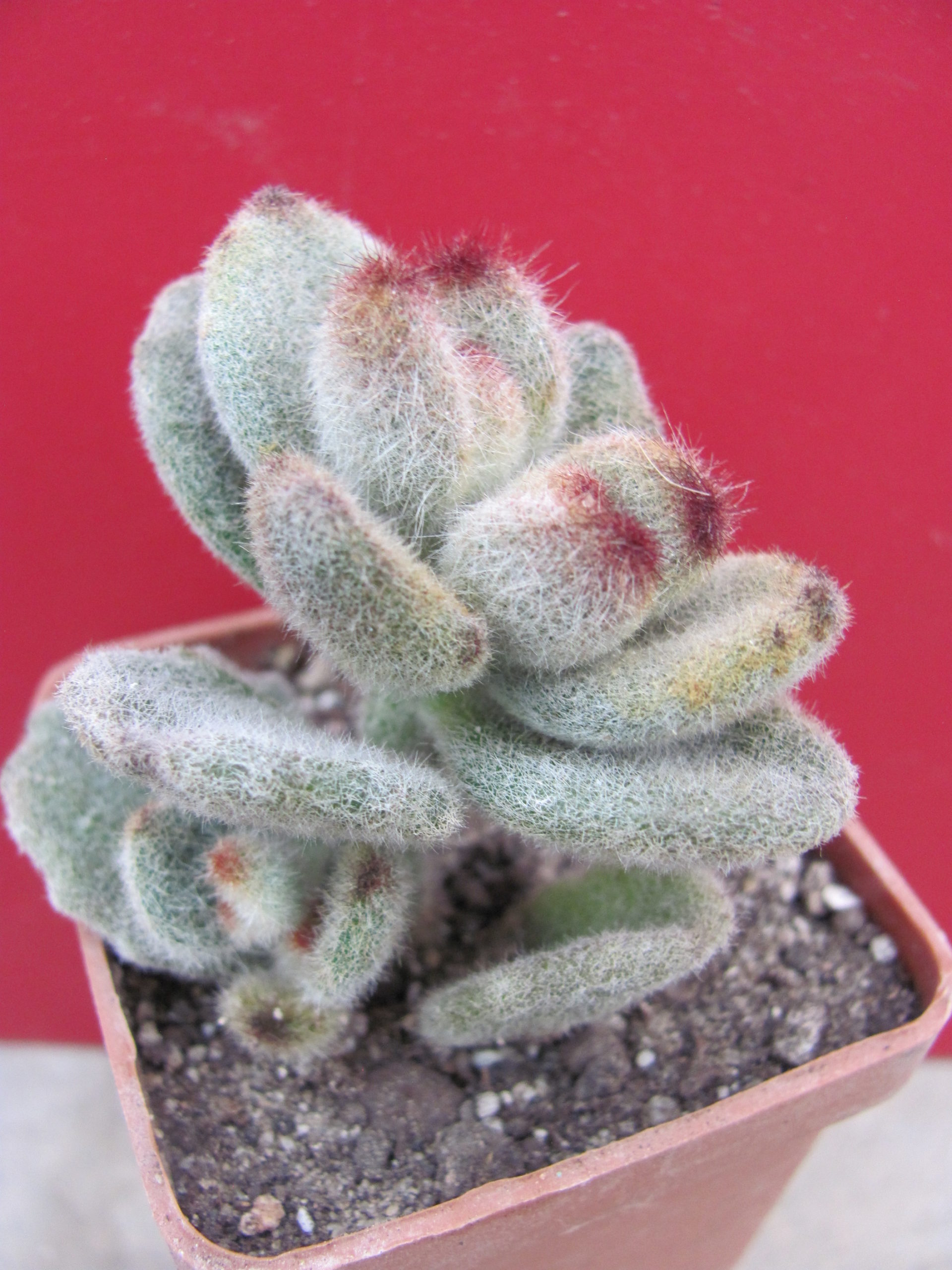 Kalanchoe tomentosa *Teddy Bear*
