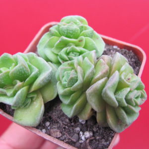 Crassula Dorothy