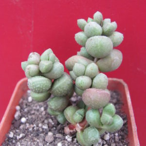 Crassula elegans