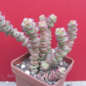 Crassula marnieriana