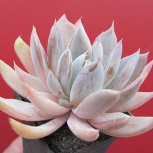 Echeveria  craigiana  Chihuahua