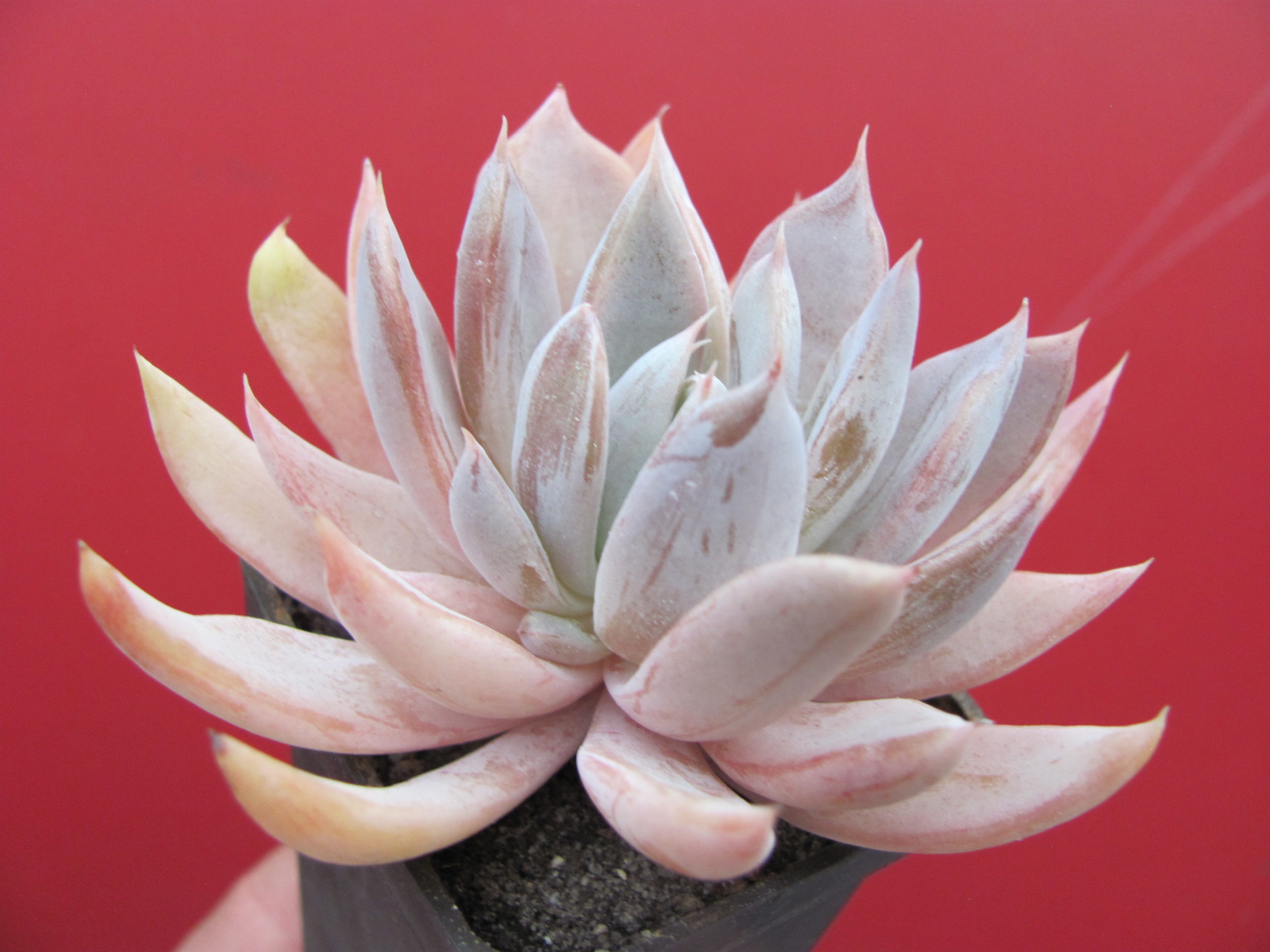 Echeveria  craigiana  Chihuahua