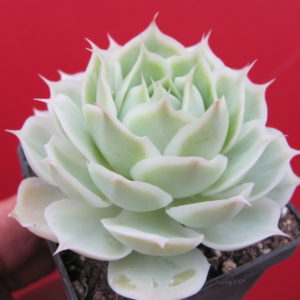 Echeveria Laguna Sanchez  hybr.