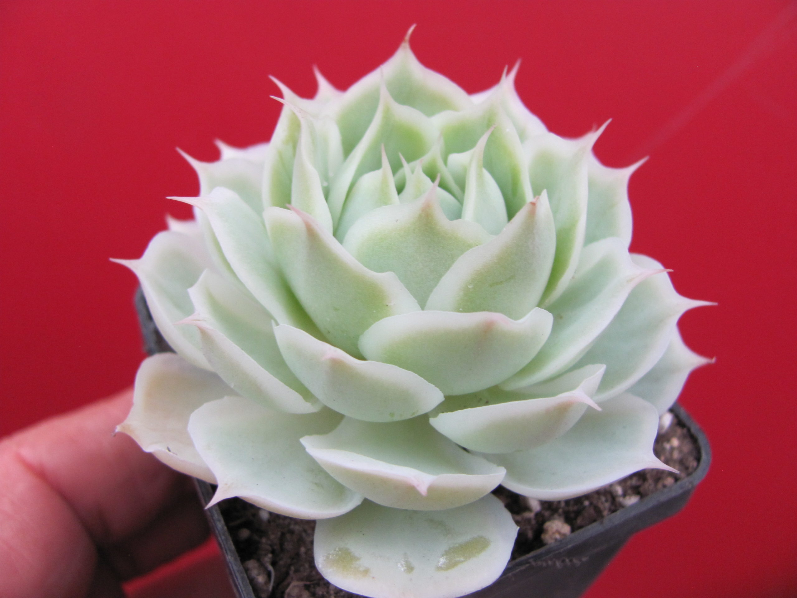 Echeveria Laguna Sanchez  hybr.