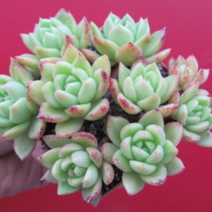 Echeveria Gilva