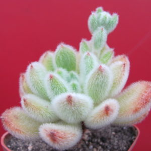 Echeveria Doris Taylor