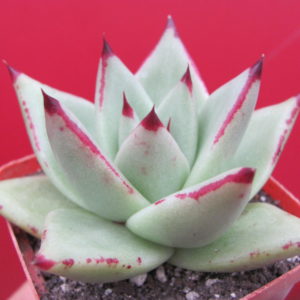 Echeveria Romeo x Ebony