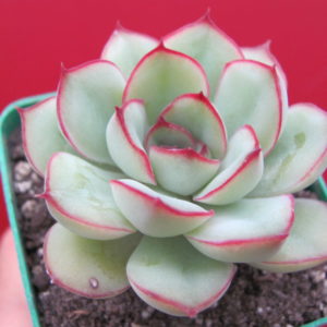 Echeveria pulidonis