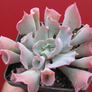 Echeveria Trumpet Pinky