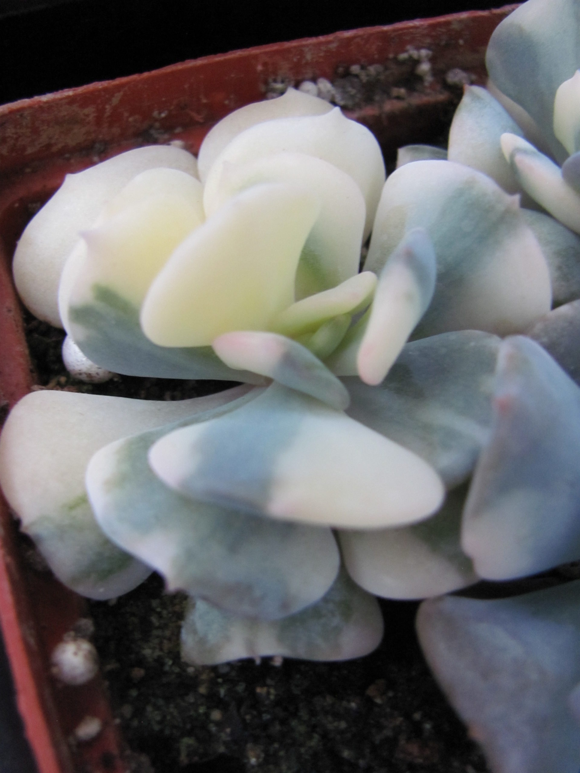 IMG_0409