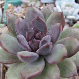 Echeveria  hybr .   53   Italy