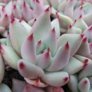 Echeveria Romeo