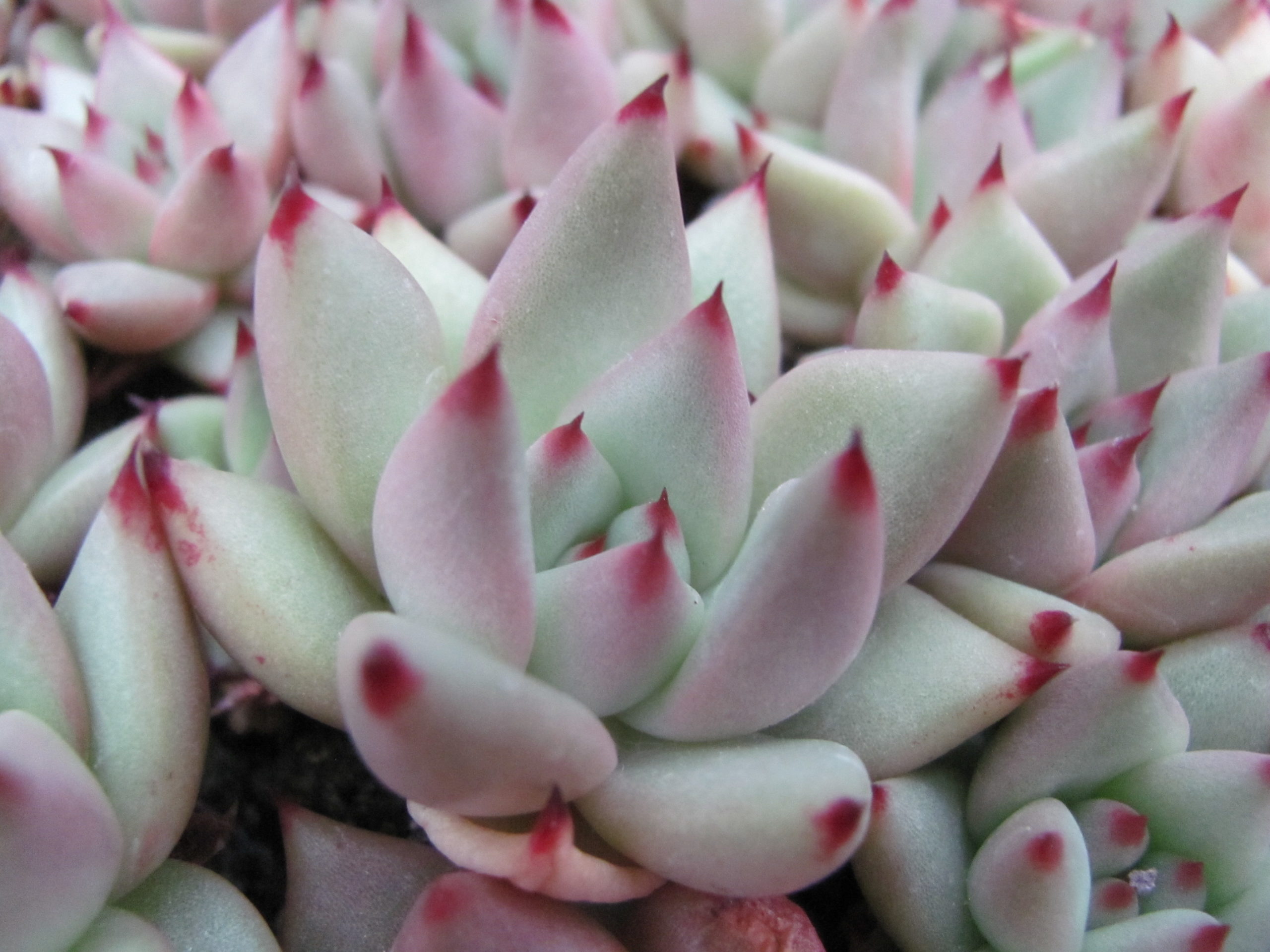 Echeveria Romeo