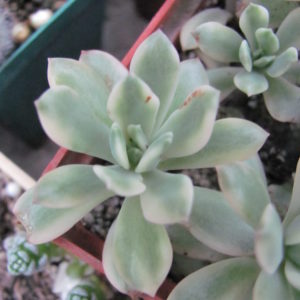 Echeveria Minibelle variegata