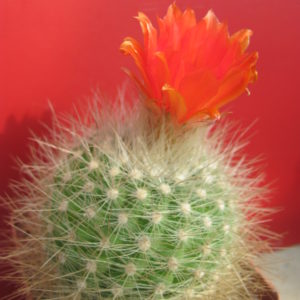Parodia penicillata nivosa