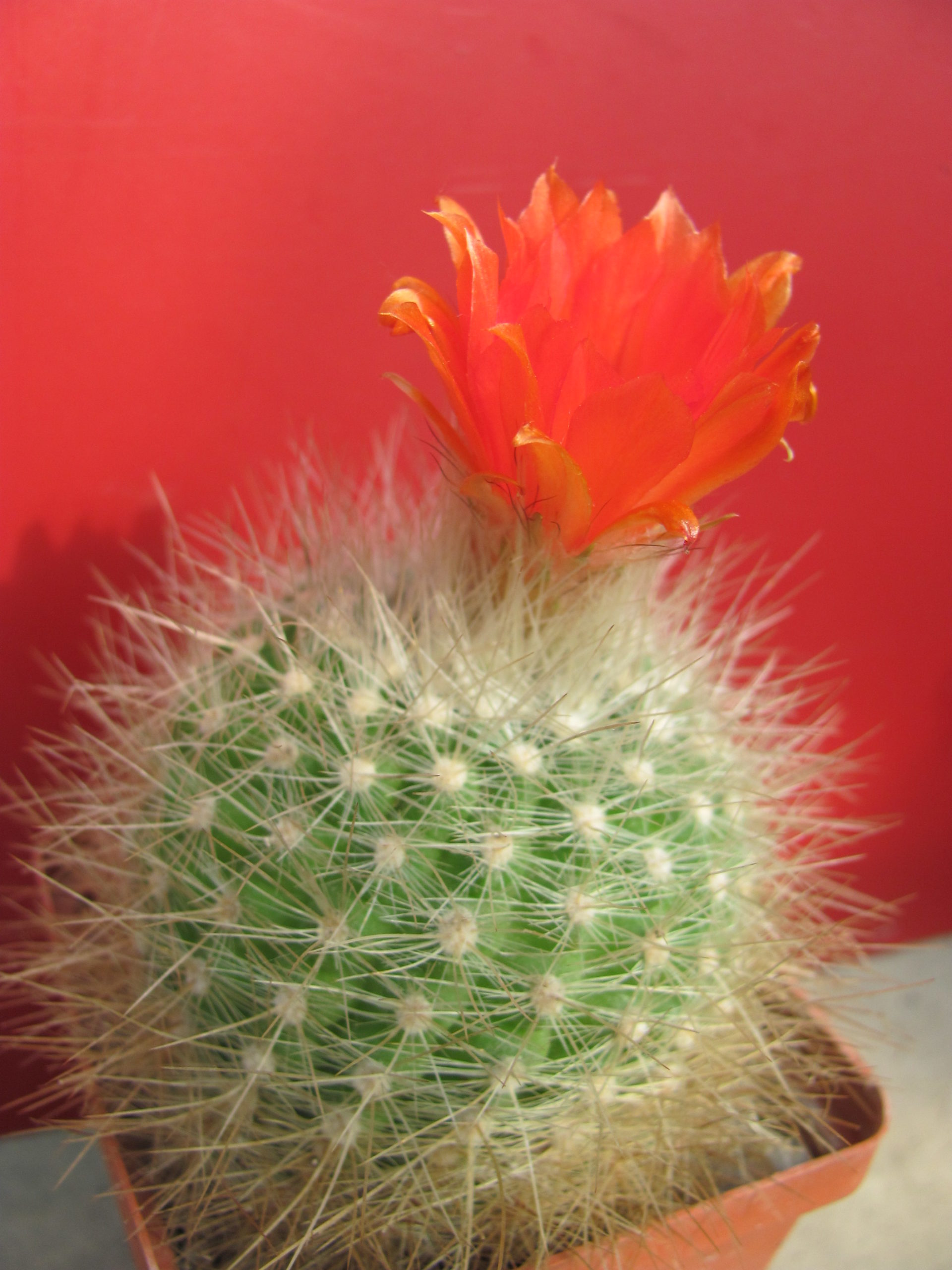 Parodia penicillata nivosa