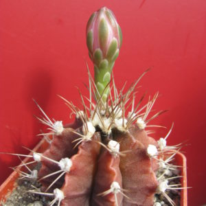 Gymnocalycium  mihanovichii