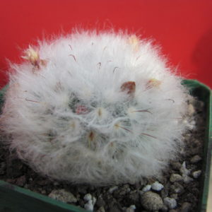 Mammillaria  multilanata