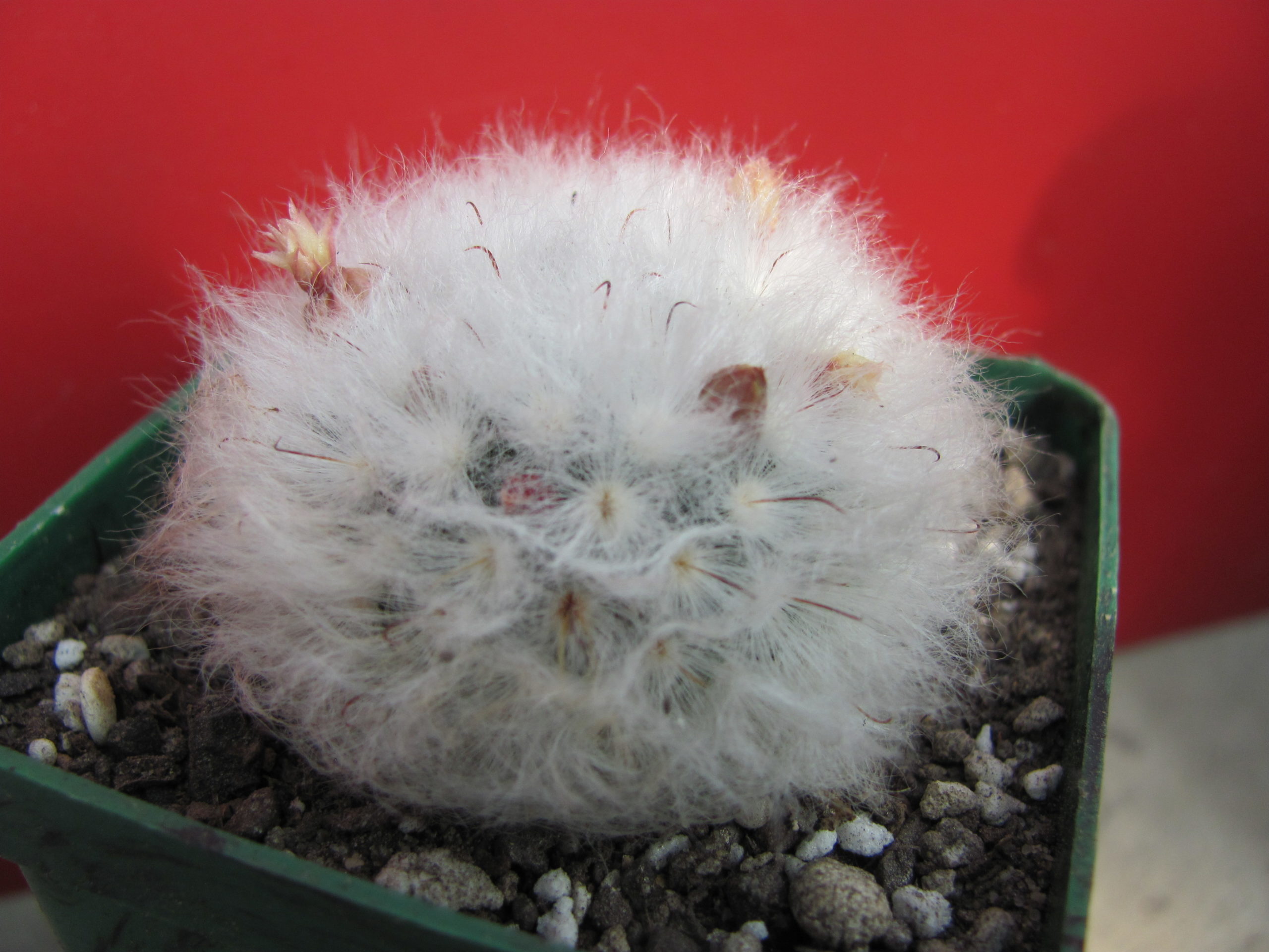 Mammillaria  multilanata