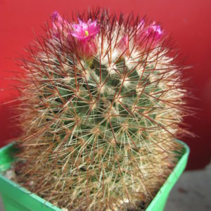 Mammillaria spinosissima