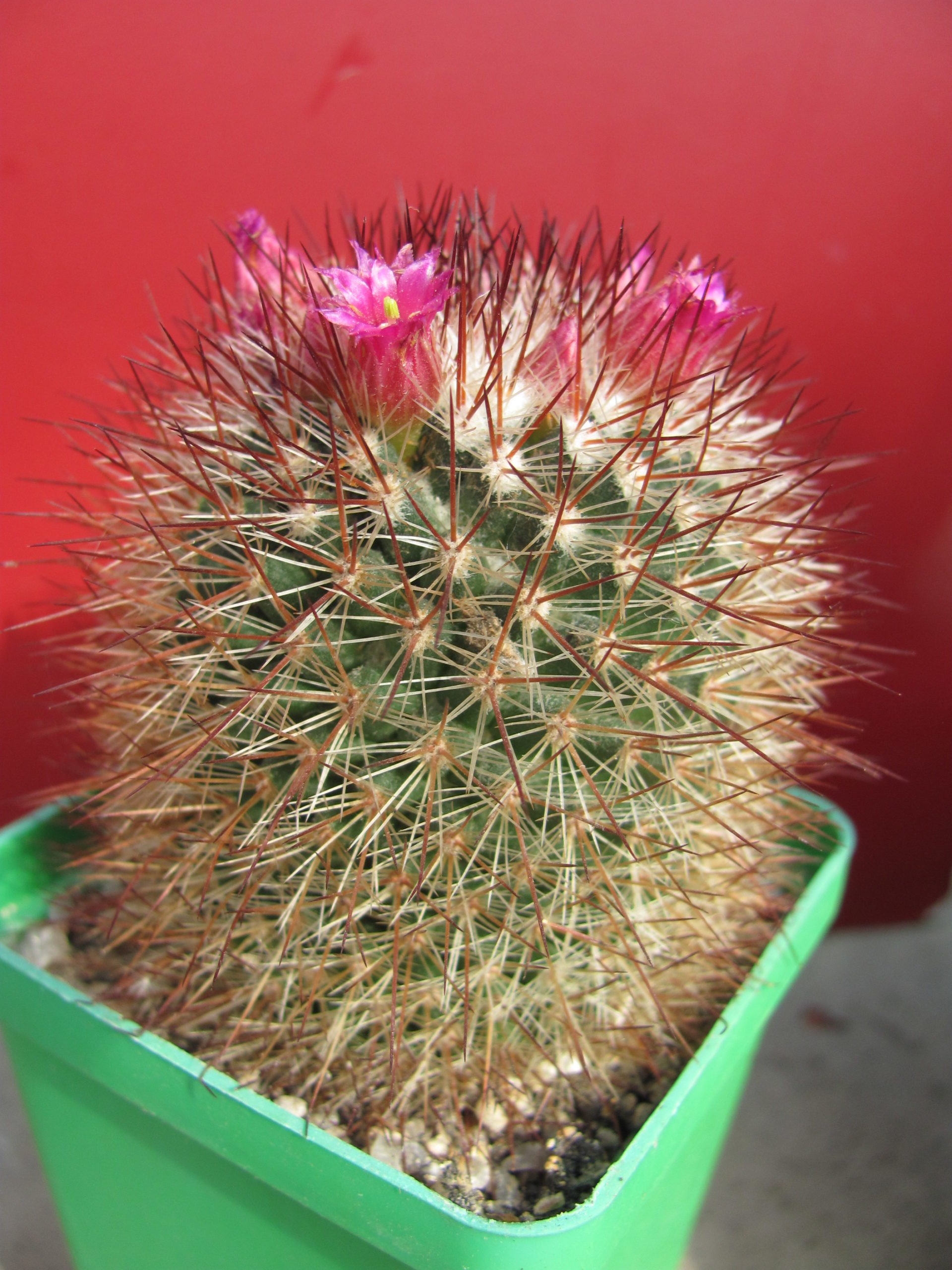 Mammillaria spinosissima