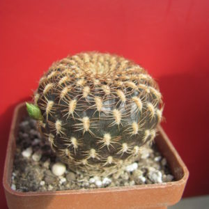 Sulcorebutia arenacea