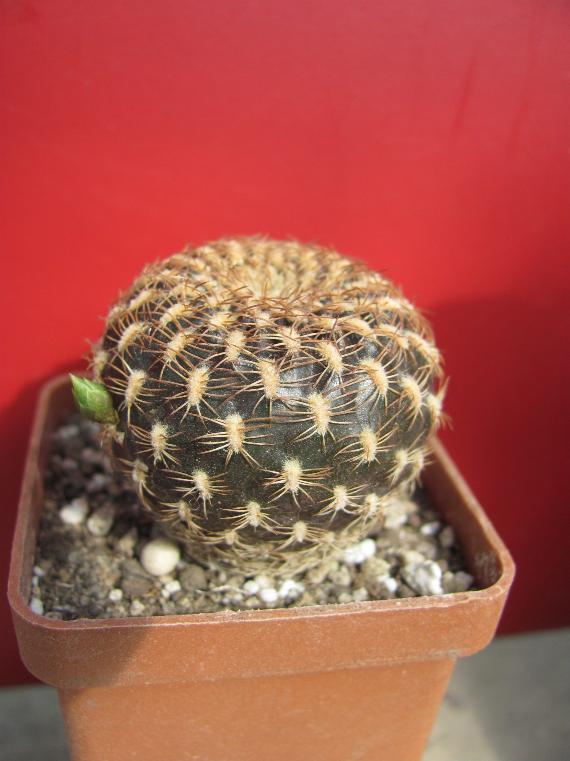 Sulcorebutia arenacea