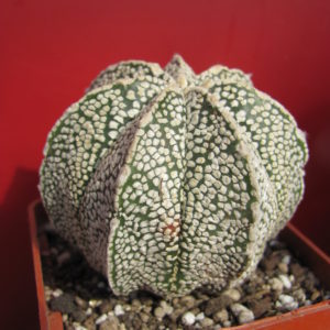 Astrophytum Super Kabuto  hybr.