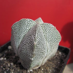 Astrophytum  Onzuka