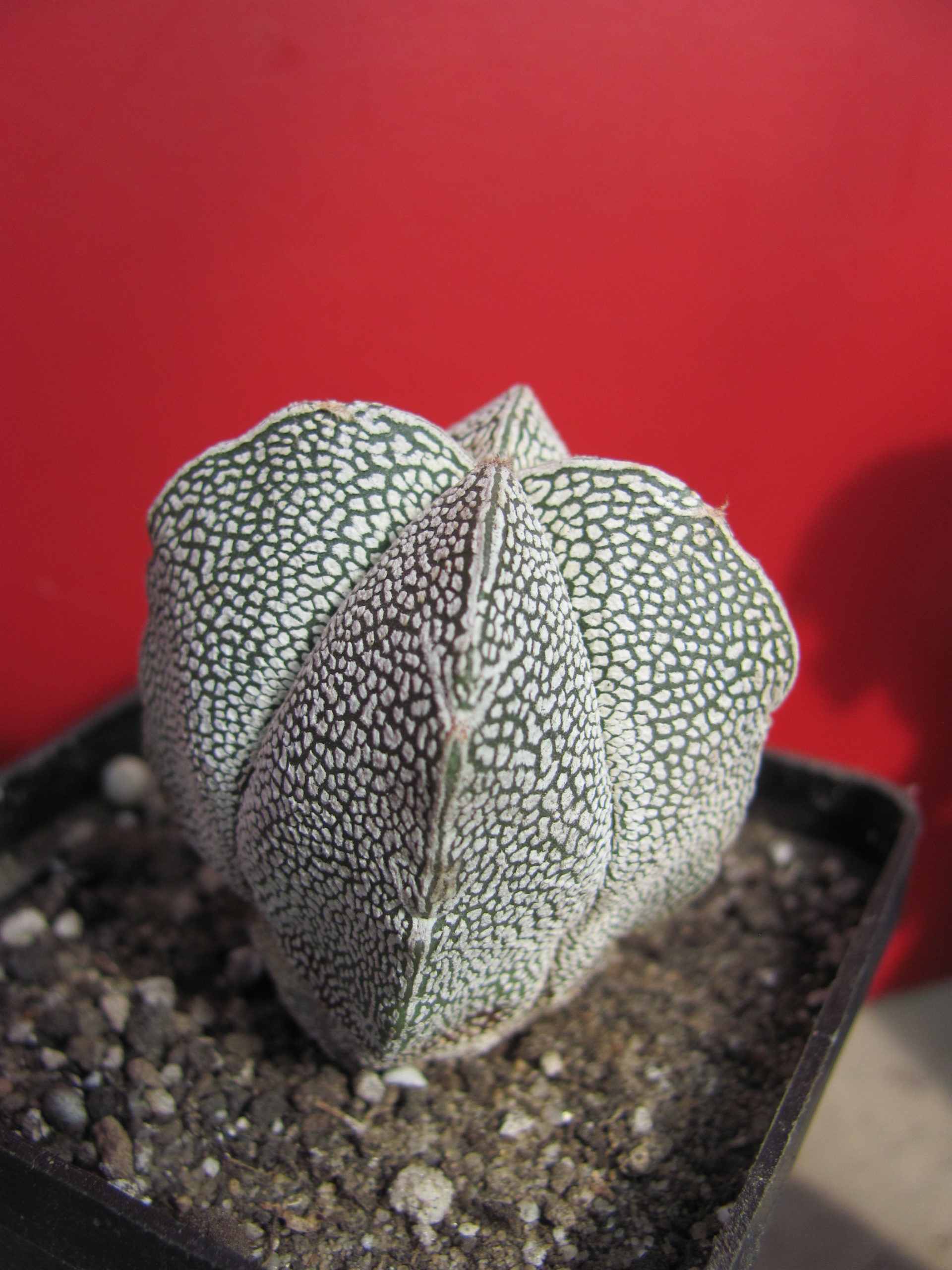 Astrophytum  Onzuka