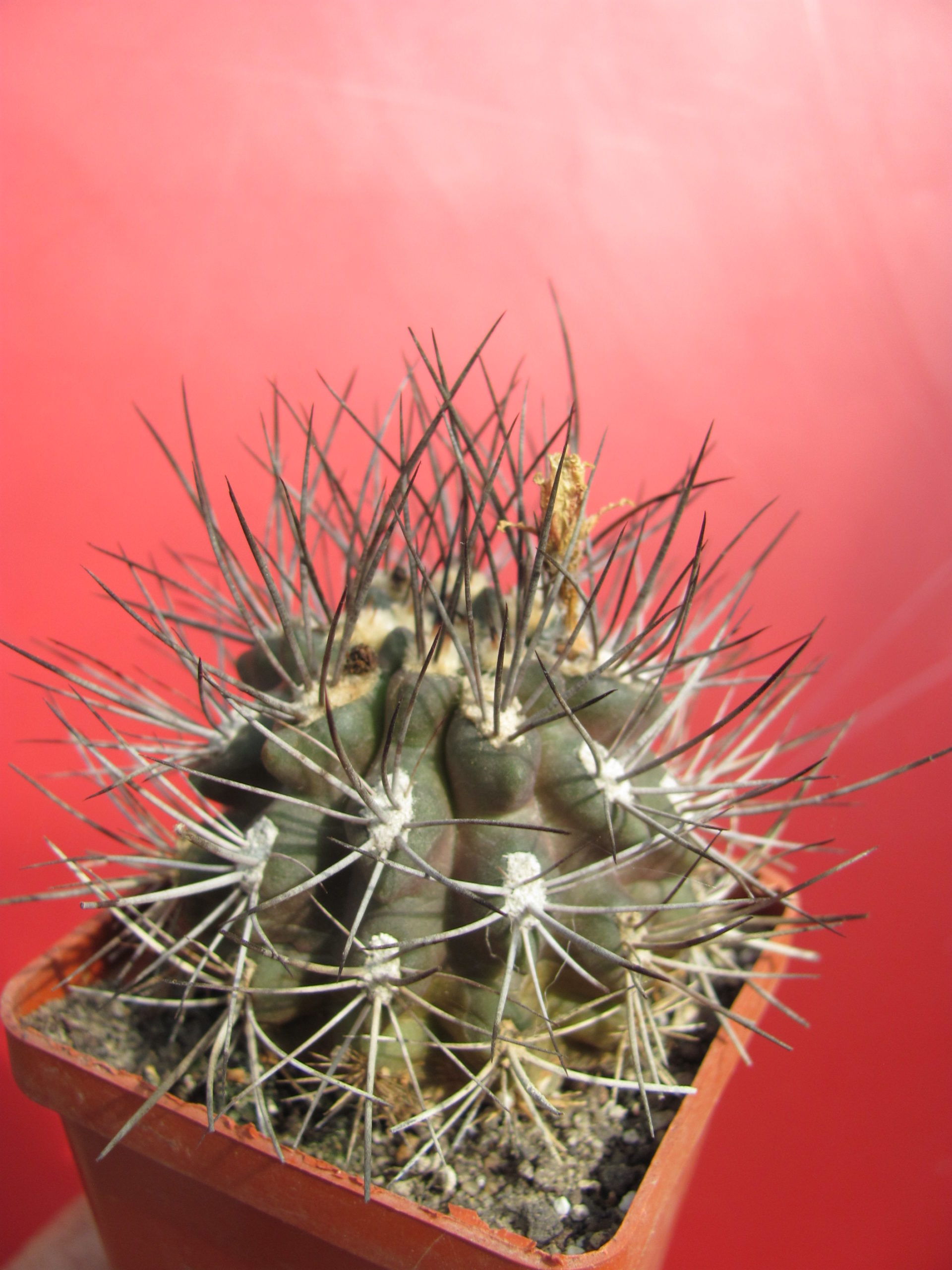 Neoporteria rapifera