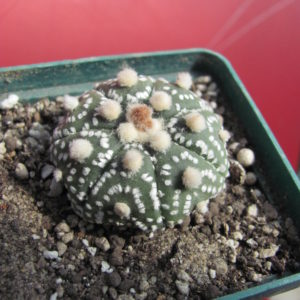 Astrophytum  Hanazono