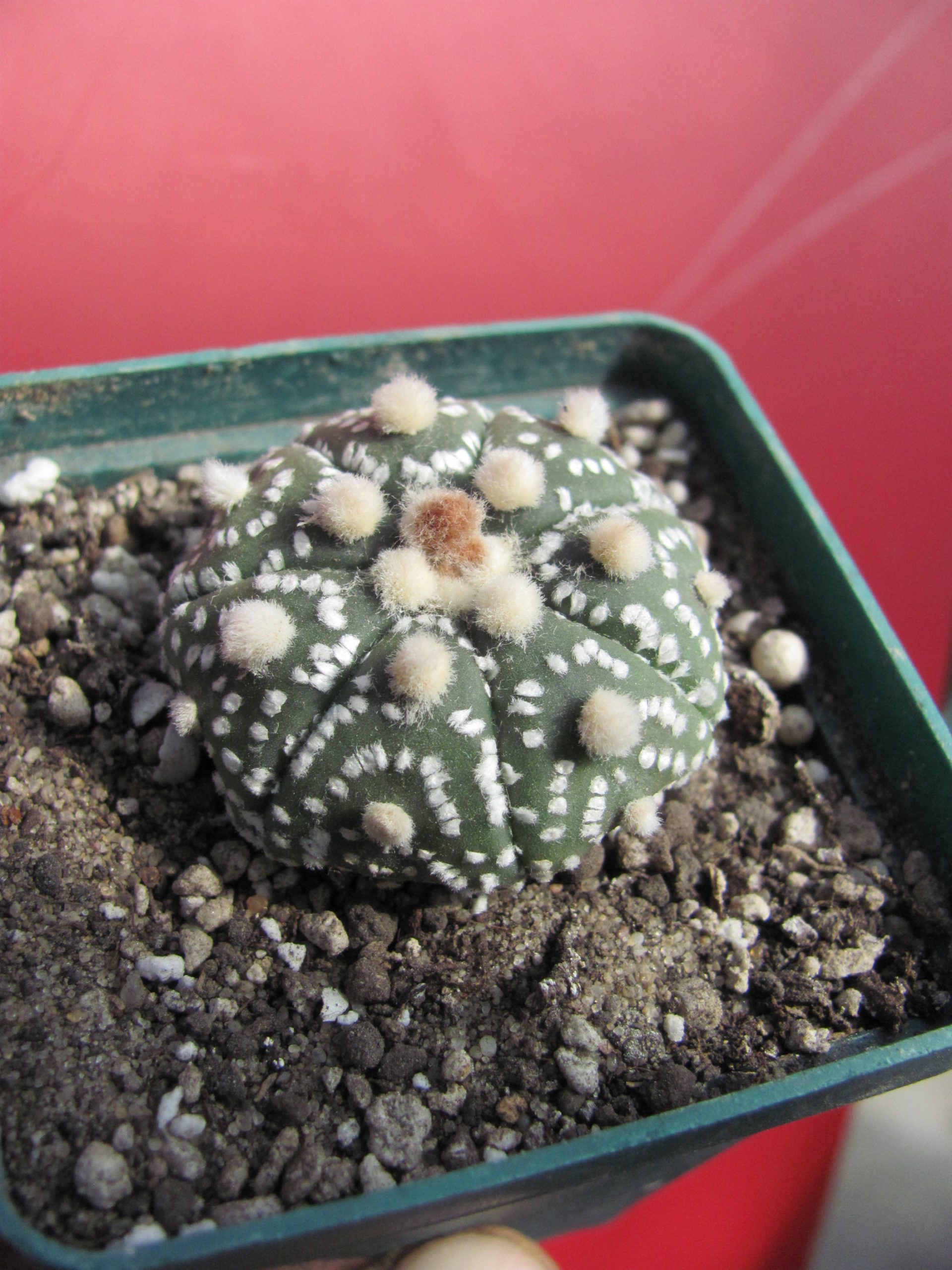 Astrophytum  Hanazono