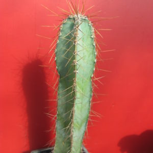 Cereus forbesii