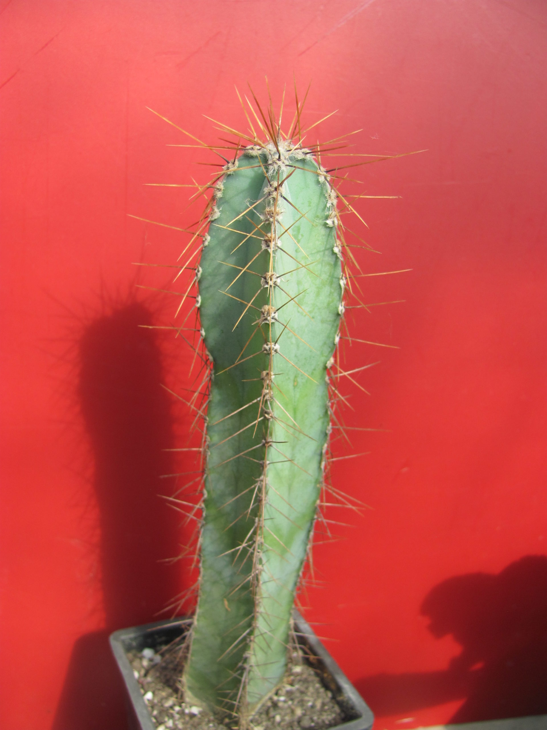 Cereus forbesii