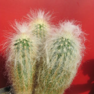 Espostoa ritterii   3 разом