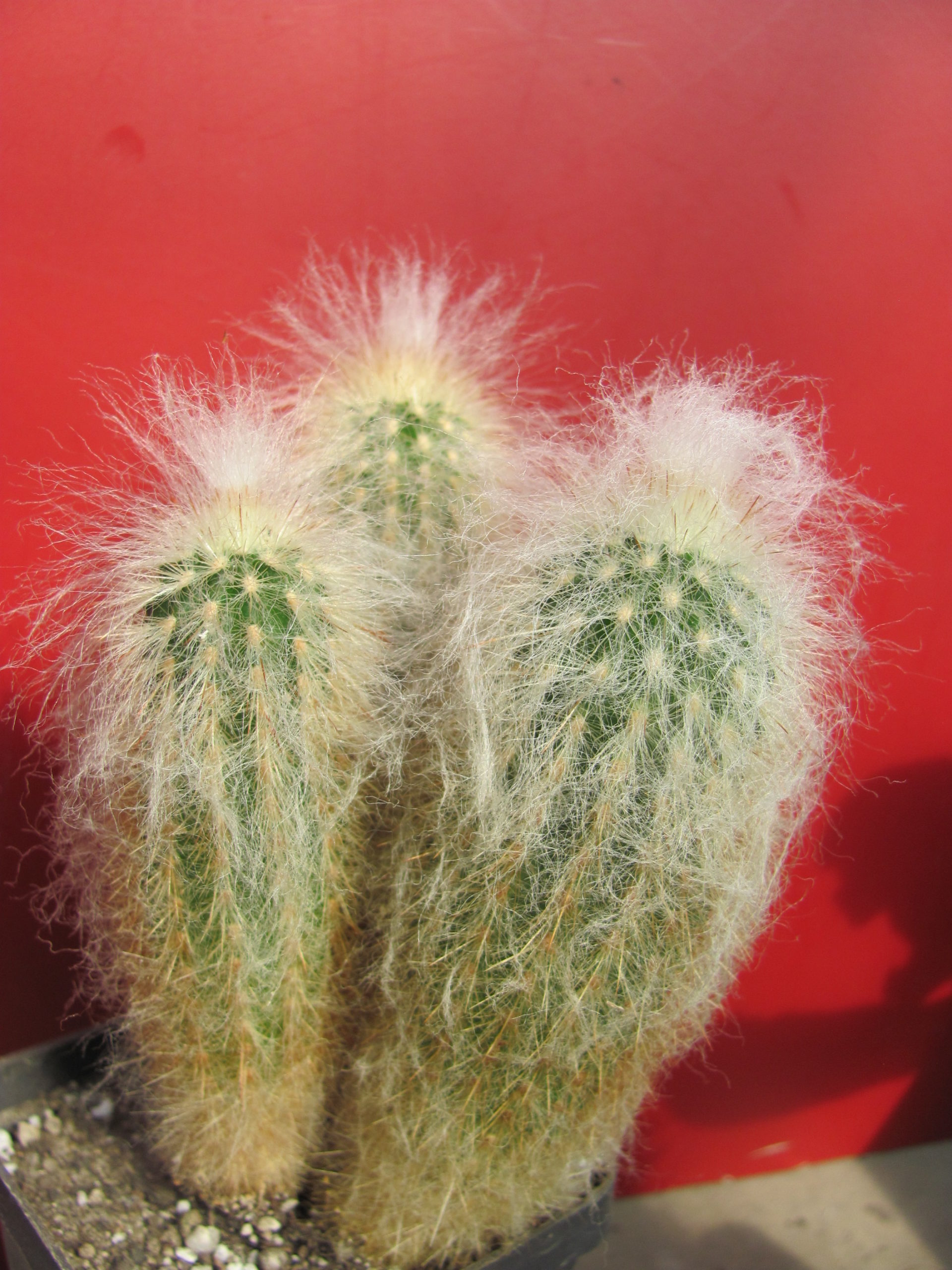 Espostoa ritterii 3 разом