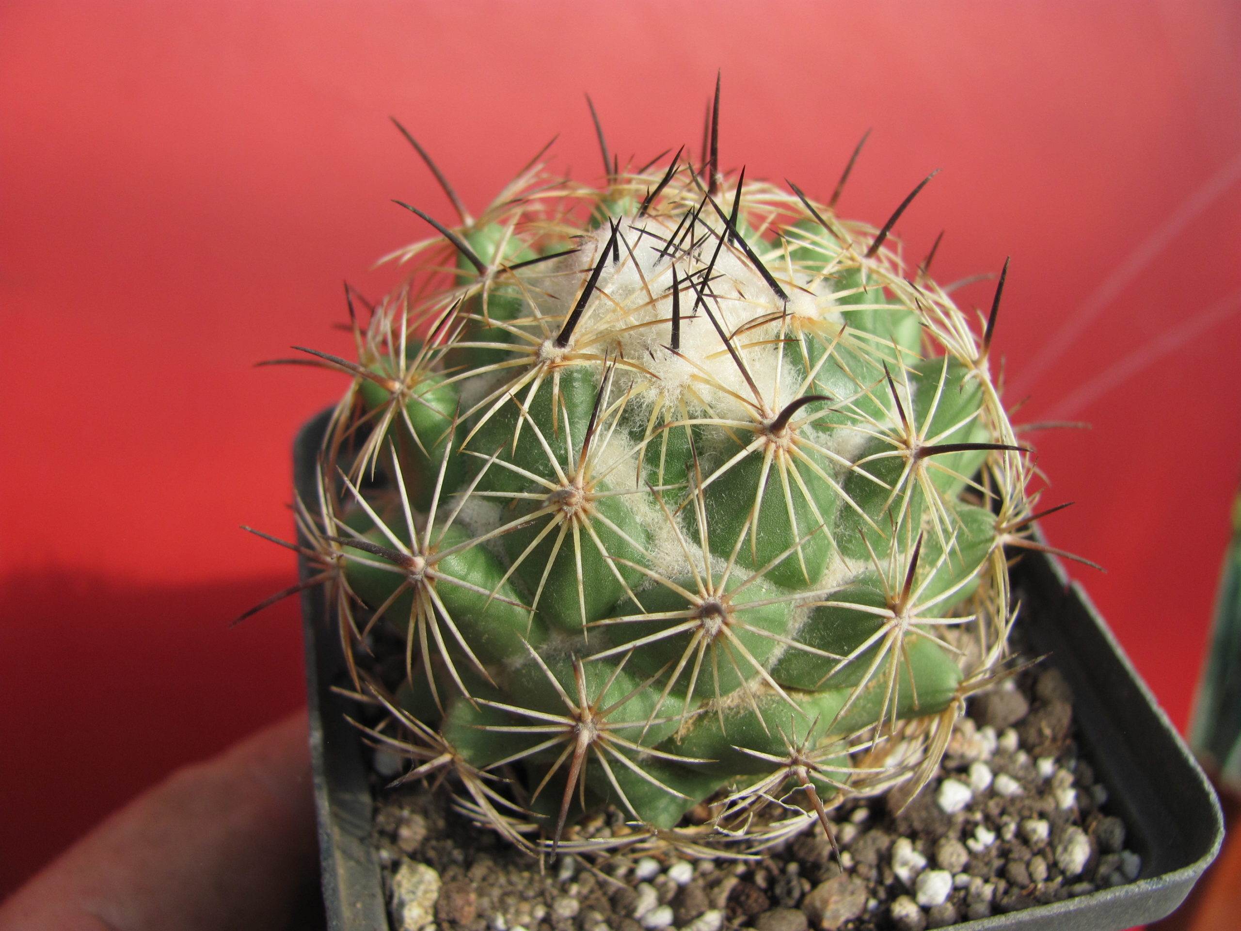 Coryphantha durangensis