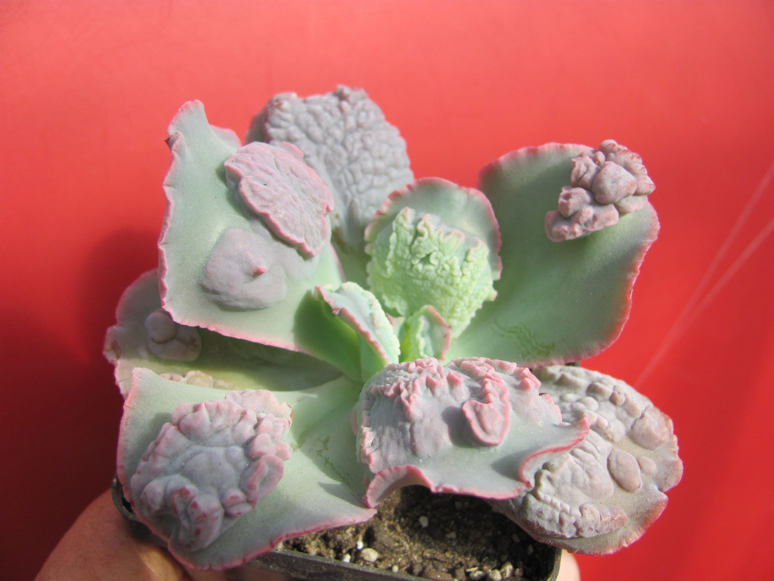 Echeveria Linguas