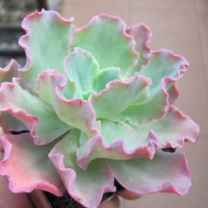 Echeveria Blue Curls