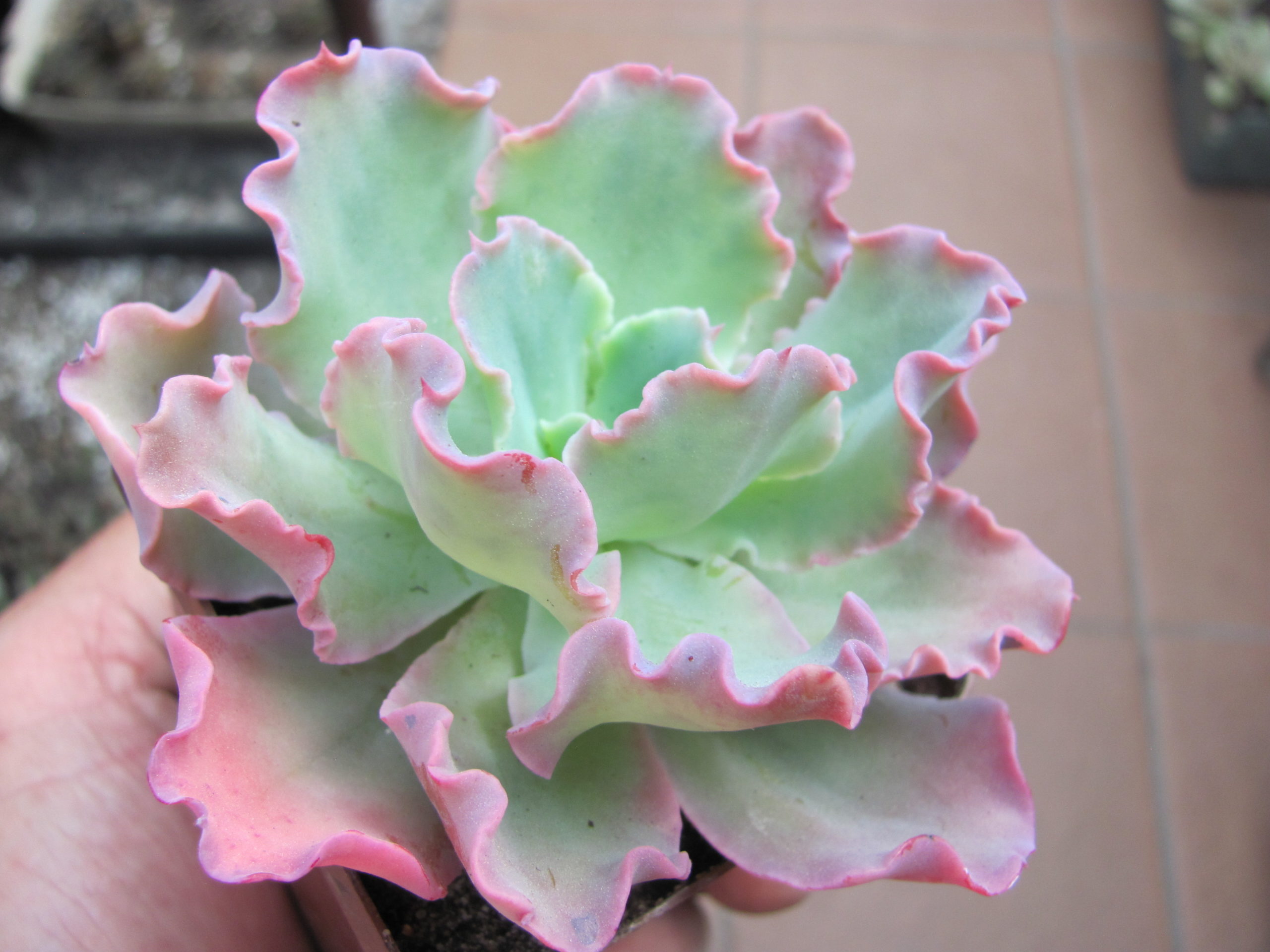 Echeveria Blue Curls