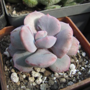 Echeveria Debbie  *Monstr*
