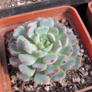 Echeveria minima