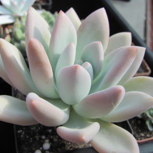 Pachyveria  Opalina